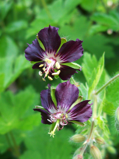 Dusky Cranesbill